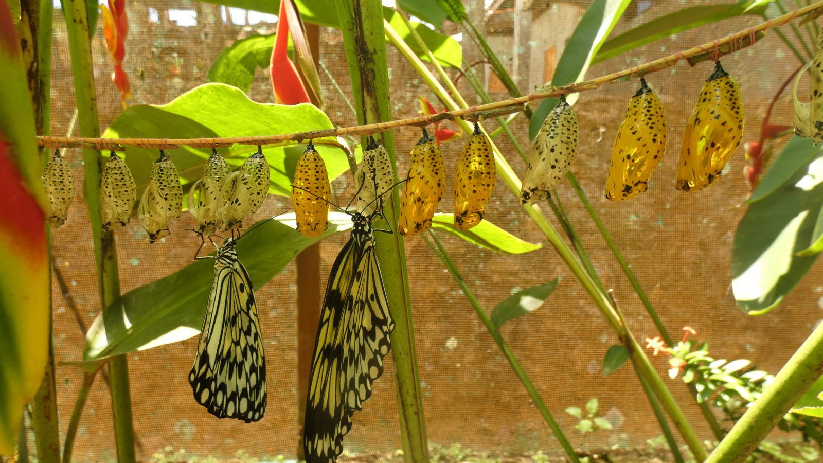 We review Siquijor butterfly sanctuary in Lazi Siquijor